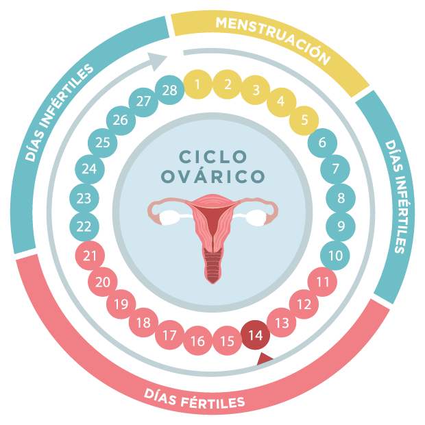 Gran engaño Firmar Compulsión Ciclo ovárico: fases y periodos más fértiles | FIV4 Reproducción